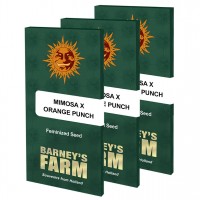 Mimosa X Orange Punch feminised (Barneys Farm)