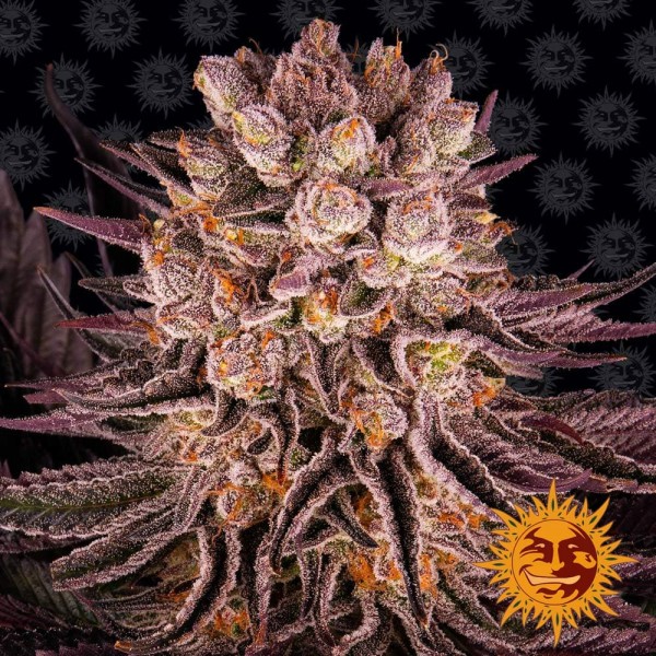 Насіння марихуани Mimosa X Orange Punch fem. Barneys Farm