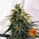 Семена марихуаны Pineapple Chunk fem. Barneys Farm