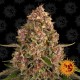 Семена марихуаны Pink Kush fem. Barneys Farm