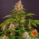 Семена марихуаны Pink Kush fem. Barneys Farm