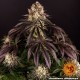 Семена марихуаны Purple Punch fem. Barneys Farm