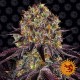 Насіння марихуани Runtz X Layer Cake fem. Barneys Farm