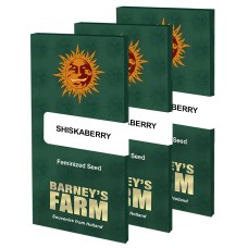 Shiskaberry feminised (Barneys Farm)