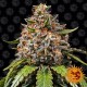 Семена марихуаны White Widow XXL fem. Barneys Farm