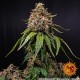 Семена марихуаны White Widow XXL fem. Barneys Farm