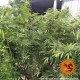 Семена марихуаны Afghan Hash Plant reg. Barneys Farm