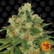Семена марихуаны Caramel CBD reg. Barneys Farm