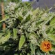 Насіння марихуани Critical Kush reg. Barneys Farm