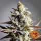 Насіння марихуани Critical Kush reg. Barneys Farm