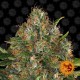 Насіння марихуани G13 Haze reg. Barneys Farm
