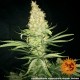 Насіння марихуани G13 Haze reg. Barneys Farm