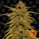 Насіння марихуани Pineapple Haze reg. Barneys Farm
