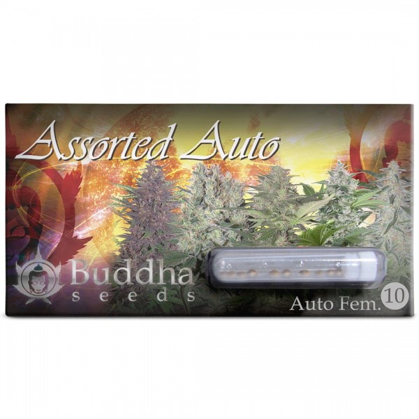 Насіння марихуани Assorted Classics autofem. Buddha Seed