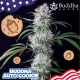 Насіння марихуани Buddha Cookie autofem. Buddha Seed