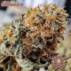 Семена марихуаны Buddha AK fem. Buddha Seeds