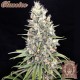 Семена марихуаны Buddha Amnesia fem. Buddha Seeds