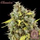 Семена марихуаны Buddha Amnesia fem. Buddha Seeds