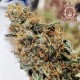 Семена марихуаны Buddha Amnesia fem. Buddha Seeds