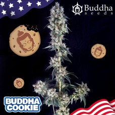 Buddha Cookie feminised (Buddha Seeds)