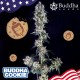 Семена марихуаны Buddha Cookie fem. Buddha Seeds