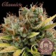 Семена марихуаны Buddha Critical fem. Buddha Seeds