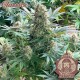 Семена марихуаны Buddha Critical fem. Buddha Seeds