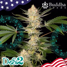 Buddha Dosi2 feminised (Buddha Seeds)