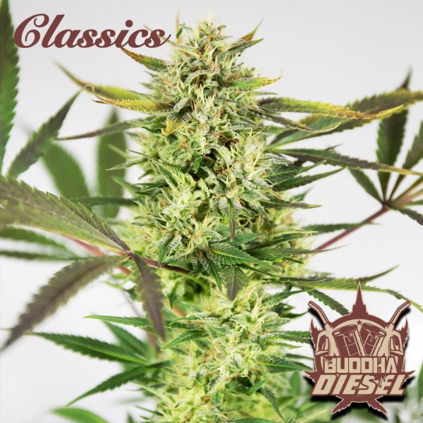 Семена марихуаны Buddha Diesel fem. Buddha Seeds