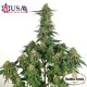 Насіння марихуани Buddha Gelato fem. Buddha Seeds