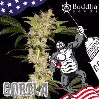 Gorila feminised (Buddha Seeds)