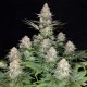 Семена марихуаны Buddha Kraken fem. Buddha Seeds