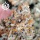 Семена марихуаны Buddha Kraken fem. Buddha Seeds