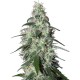 Семена марихуаны Buddha Pulsar fem. Buddha Seeds