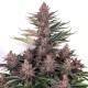 Семена марихуаны Buddha Purple Kush fem. Buddha Seeds