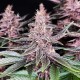 Семена марихуаны Buddha Purple Kush fem. Buddha Seeds