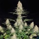 Семена марихуаны Buddha Quasar fem. Buddha Seeds