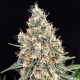 Семена марихуаны Buddha Quasar fem. Buddha Seeds