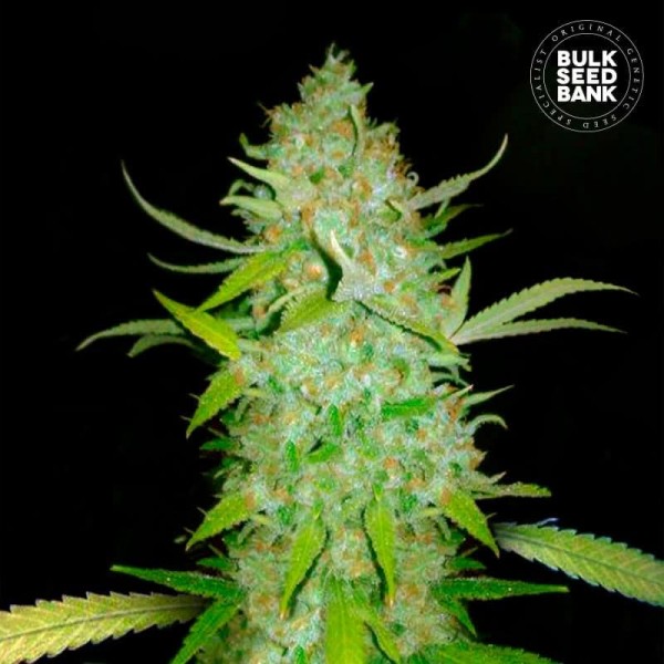Семена конопли Bulk Seed Bank auto AK feminised