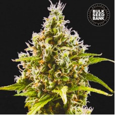 Bulk Seed Bank auto Amnesia Haze feminised