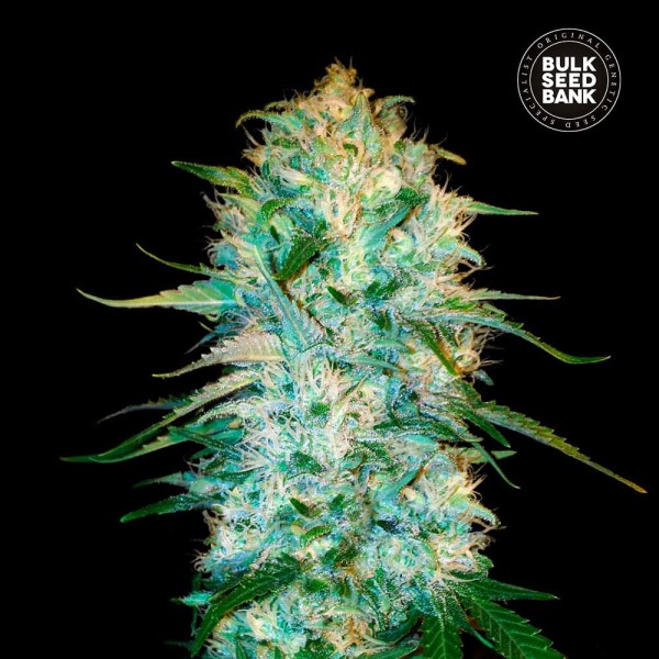 Насіння коноплі Bulk Seed Bank auto Amnesia Platinum feminised