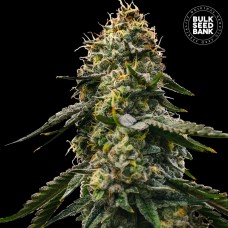 Bulk Seed Bank auto Runtz Gluntz