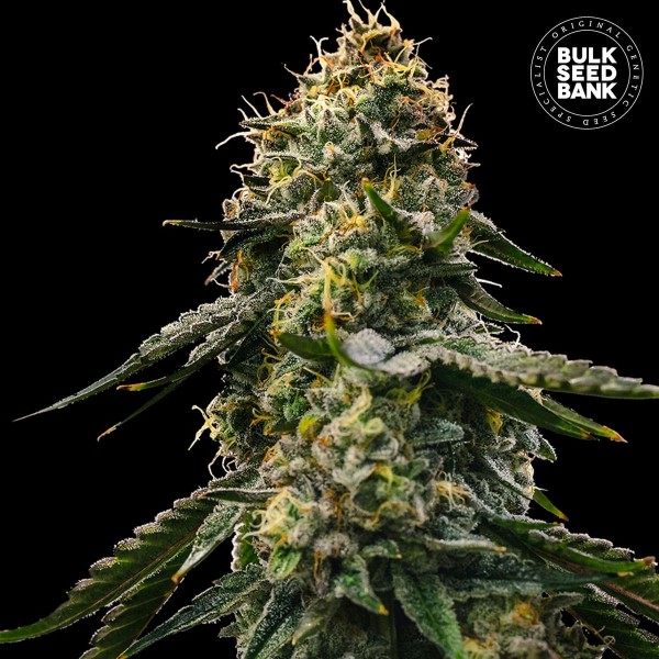 Насіння коноплі Bulk Seed Bank auto Runtz Gluntz feminised