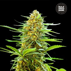 Bulk Seed Bank auto Banana Monkey feminised