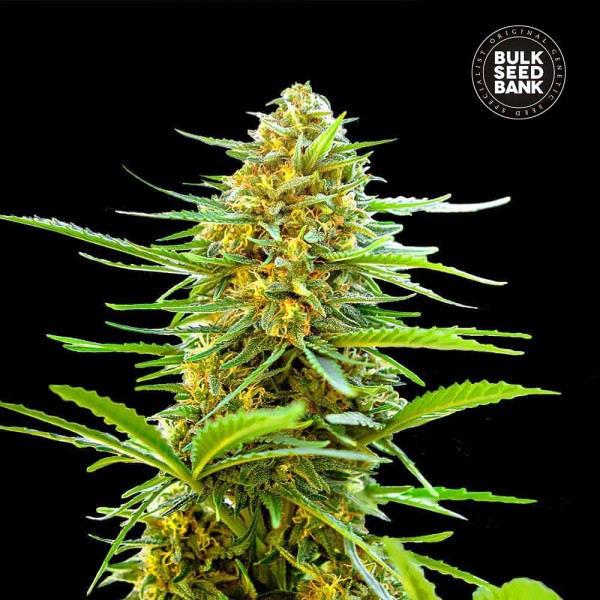 Насіння коноплі Bulk Seed Bank auto Banana Monkey feminised