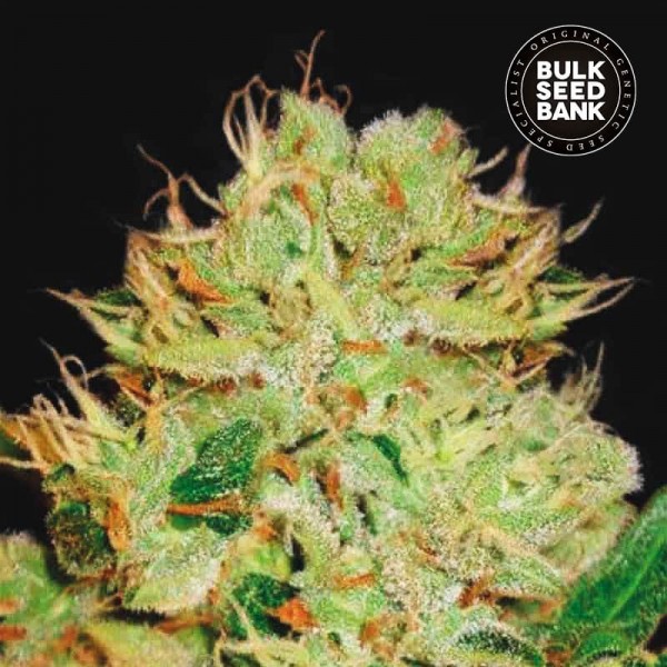 Семена конопли Bulk Seed Bank auto Bigger Bud feminised