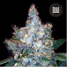 Bulk Seed Bank auto Blueberry Berry feminised