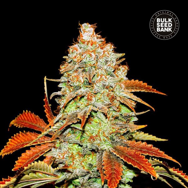 Семена конопли Bulk Seed Bank auto Bubblegum Extra feminised