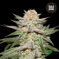 Bulk Seed Bank auto Caramel King feminised