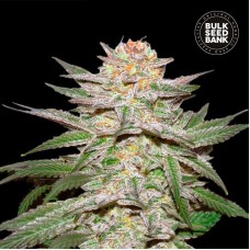 Bulk Seed Bank auto Caramel King feminised